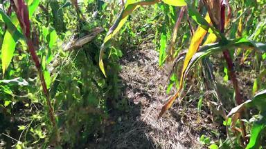 走玉米农场场视图植物稻草地面稳定摄像头拍摄索尼稳定摄像头拍摄